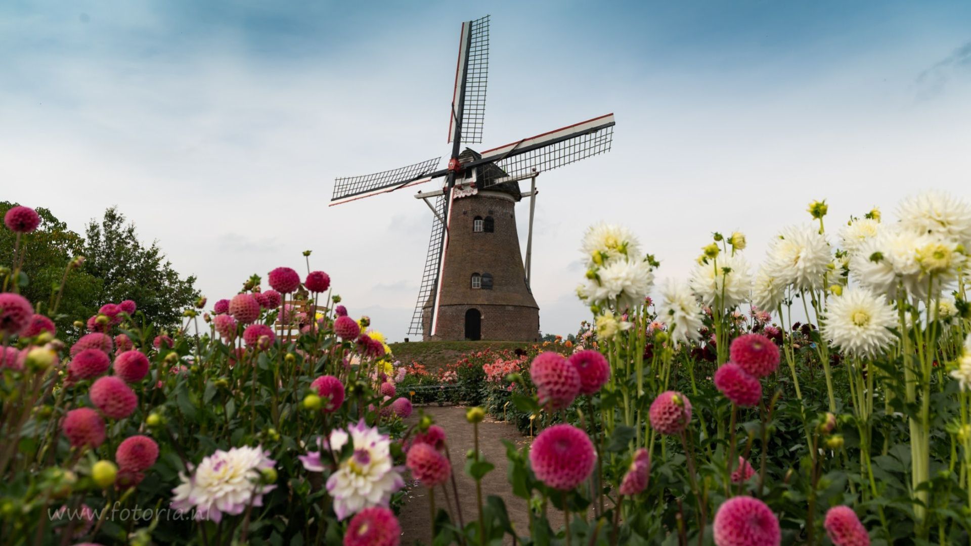 Indrukwekkende bloemenpracht in Rekken: Dahliatuin opent weer de poorten